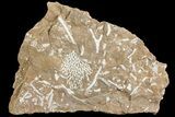 Ordovician Bryozoans (Chasmatopora) Plate - Estonia #73476-1